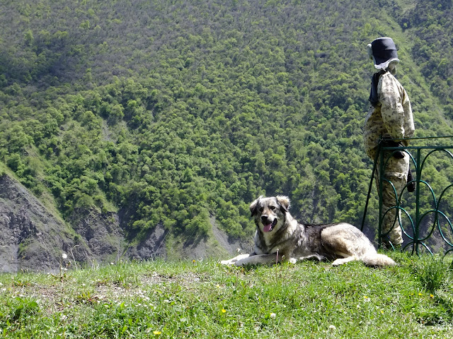 Кавказская овчарка на пограничном посту