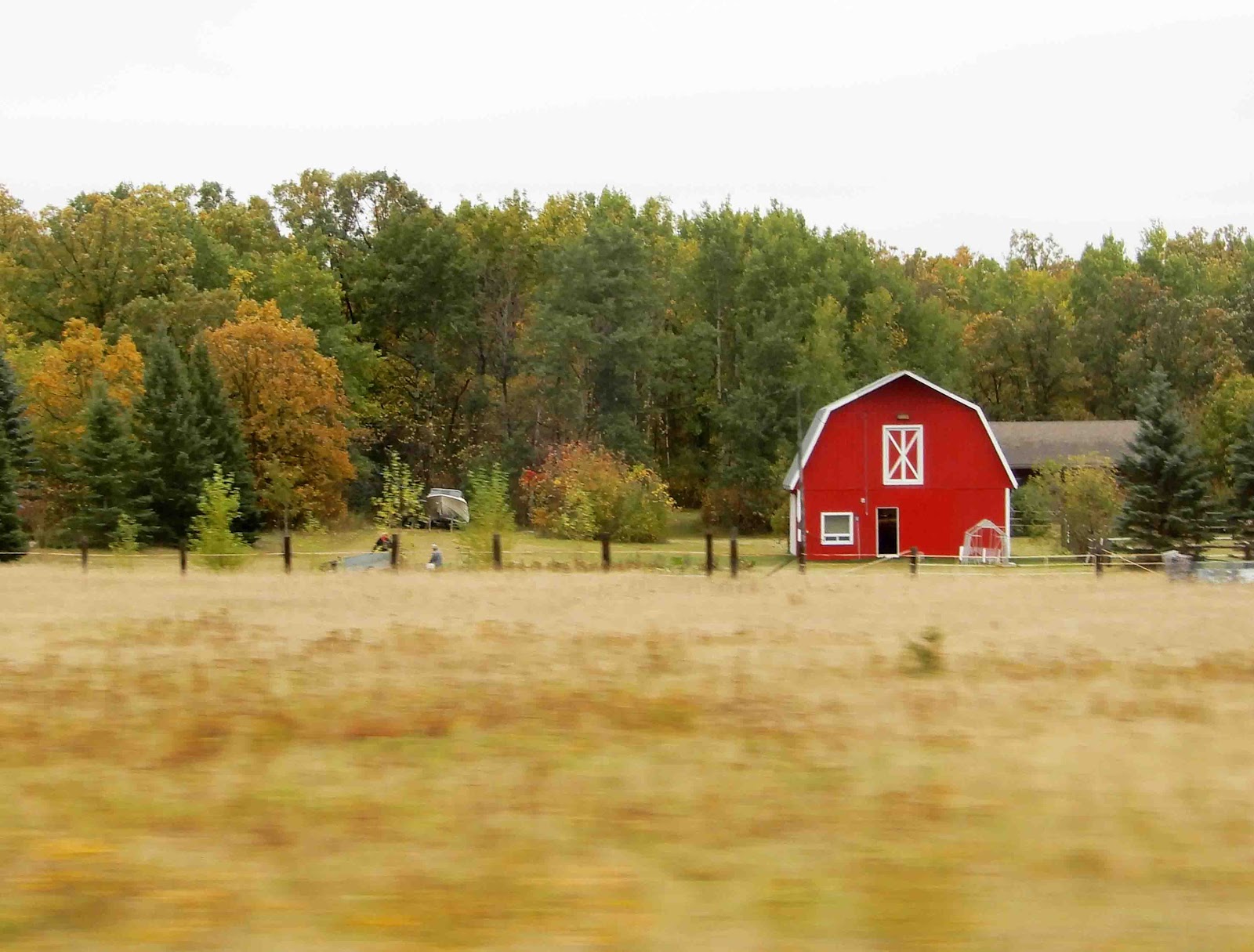 Cat Patches Dryden, Ontario, Canada