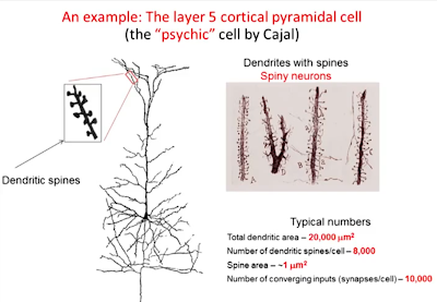 A learner's notebook.: Neuron: Axon, Dendrite, and Synapse