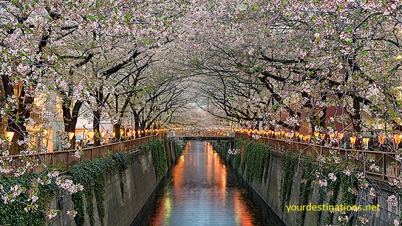  Most Beautiful Sakura Flower View Places inwards Nippon xx Most Beautiful Sakura Flower View Places inwards Japan