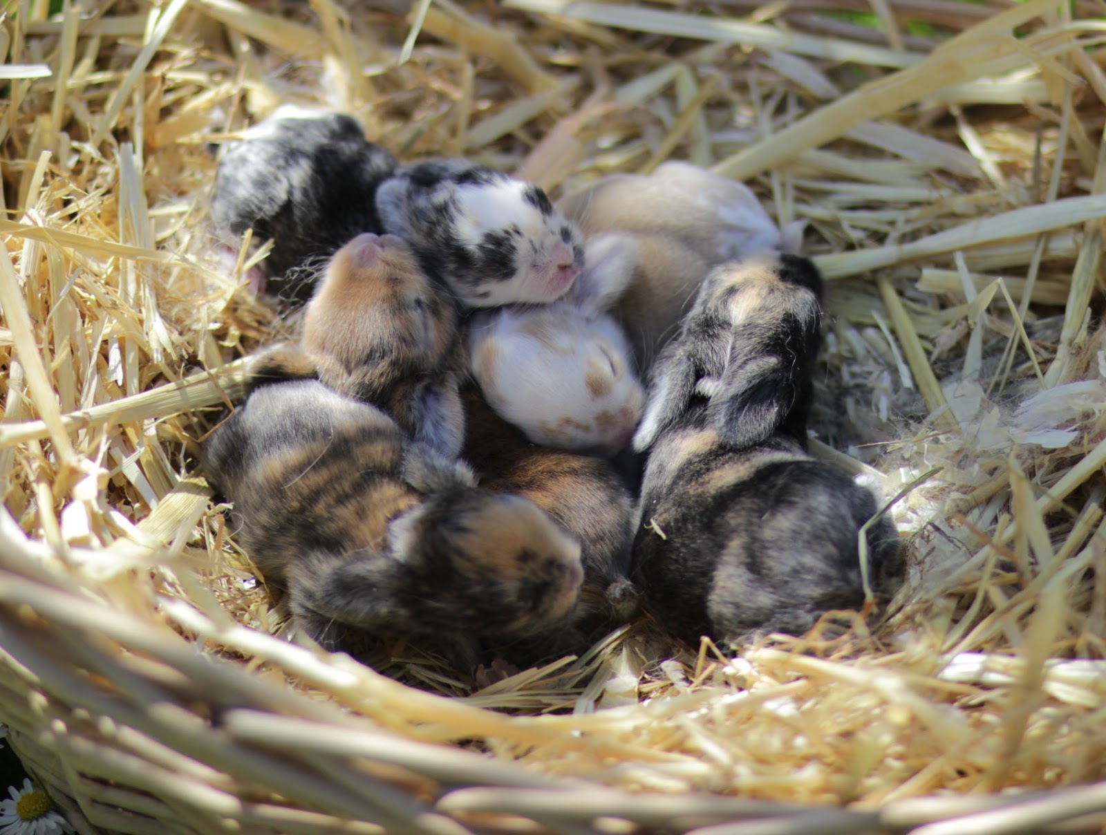 Zwei NHD Würfe im Nest | Tinchen Kaninchen