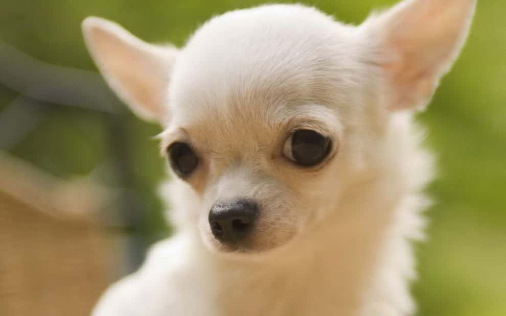 Top 10 Most Wanted Cute Tiny Dog Breeds In The World Pets4Good Best Pets Blog Online
