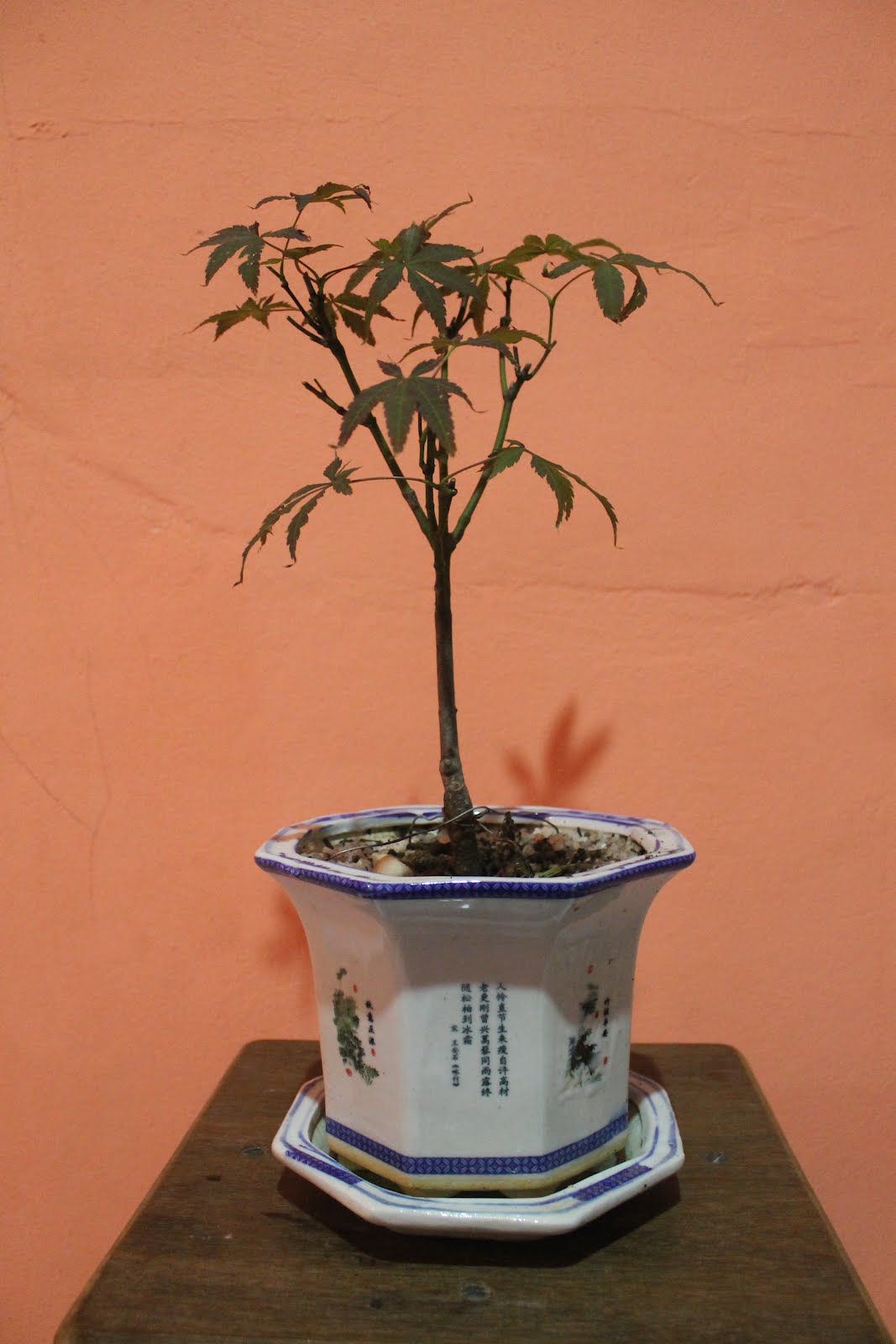 Yanashimi Bonsai Japanese Maple (Bloodgood)