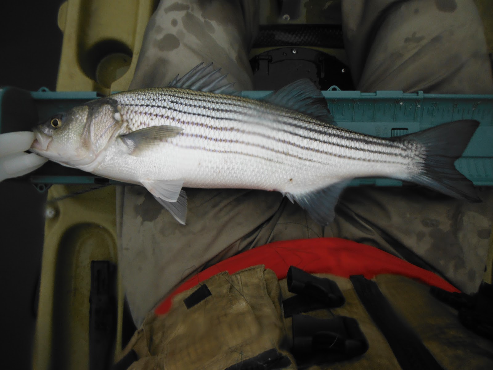 Long Island Kayak Angler Housatonic River First Stripers of the Year