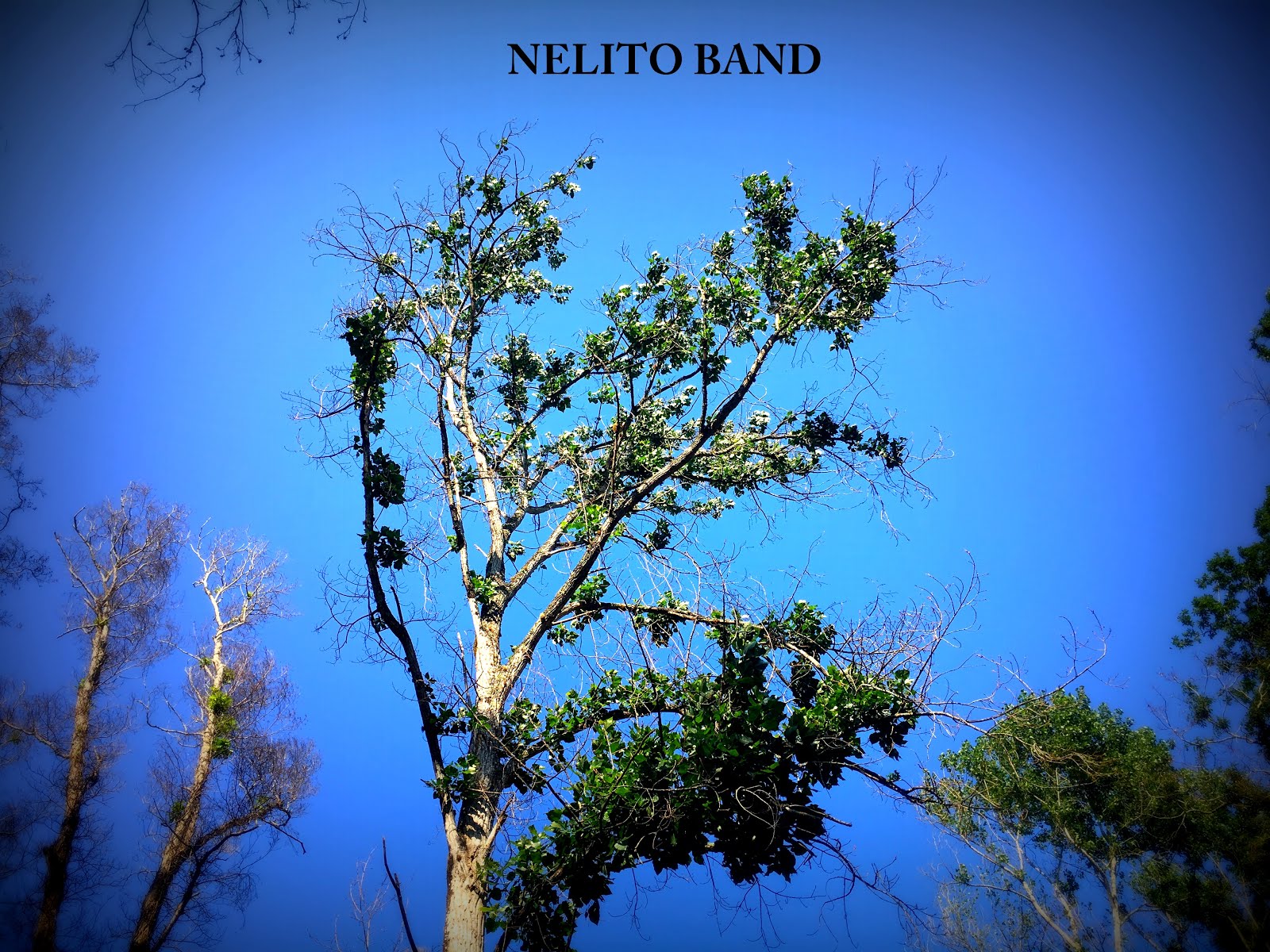 NELITO BAND - 2018