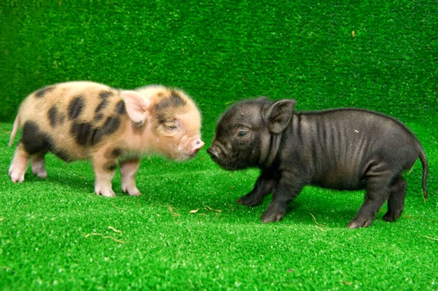 Hình con heo đẹp nhất