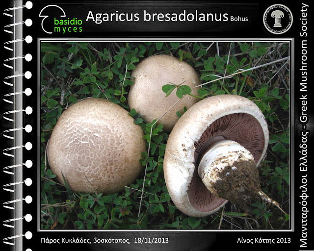 Agaricus bresadolanus Bοhus