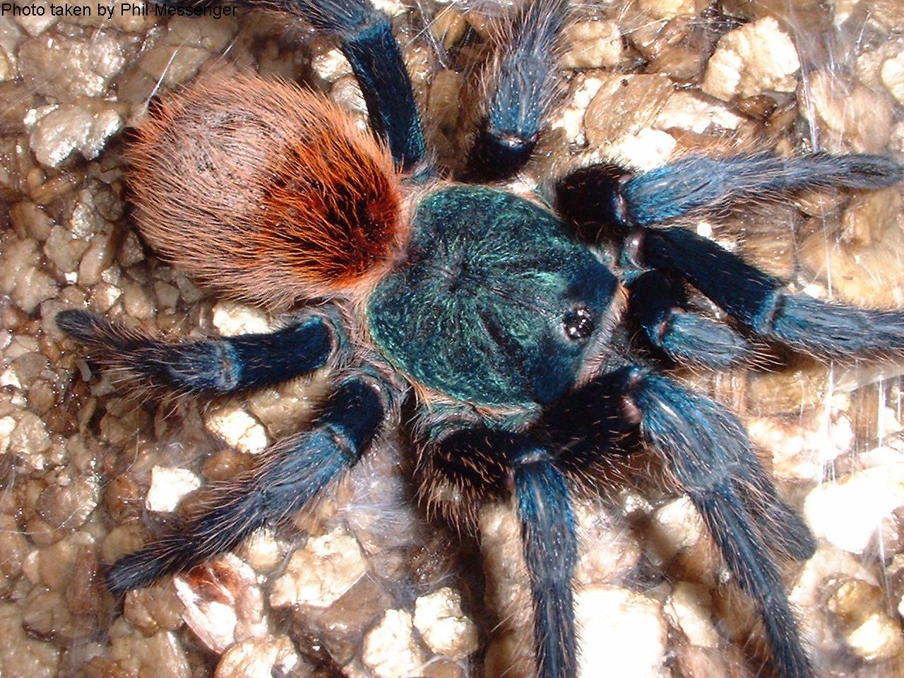 wfc kingdom tarantulas