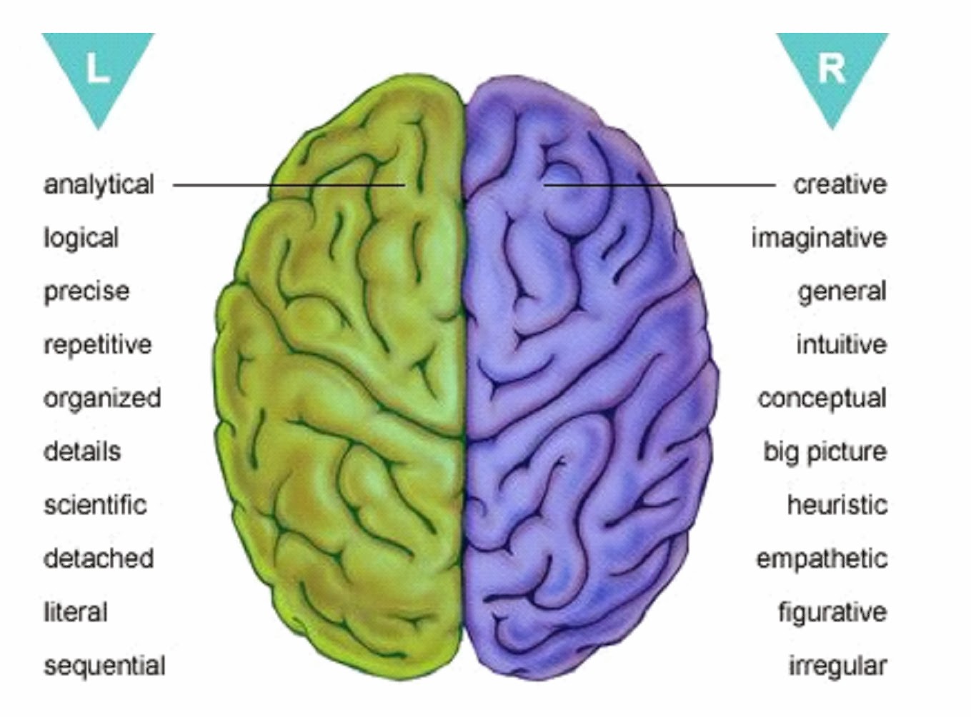 Cara Kerja Otak Kiri dan Otak Kanan Menjelajahi Potensi Otak Anda