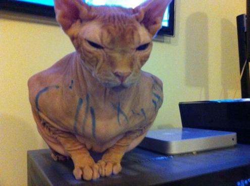 кот обрисованный маркером