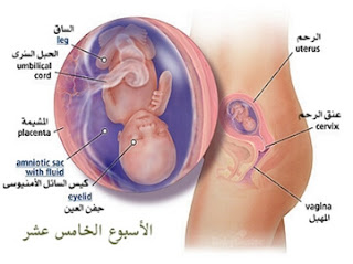 مراحل الحمل مراحل الحمل