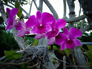 Sweet purple orchid flower In The Garden North Bali Indonesia