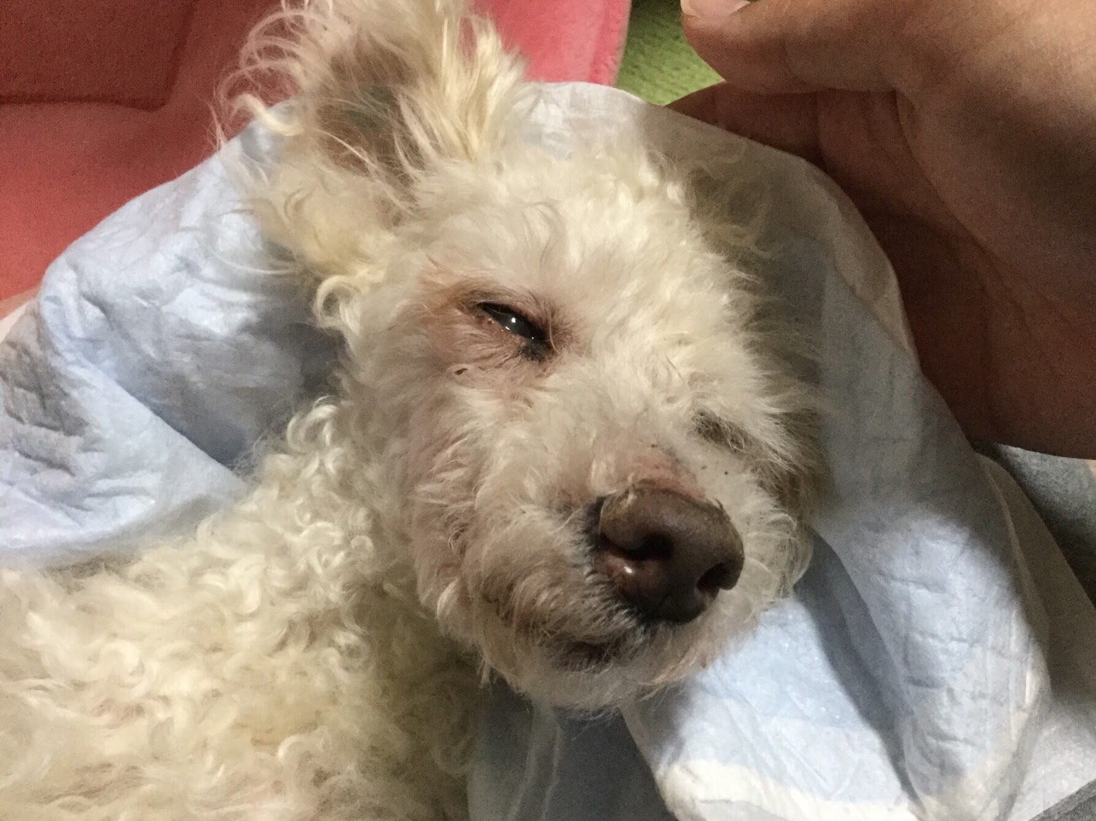 犬がいちばんかわいい時期についての考察 Bell S Town