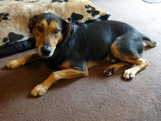 8 Signs Your Dog Isn’t Getting Enough Exercise