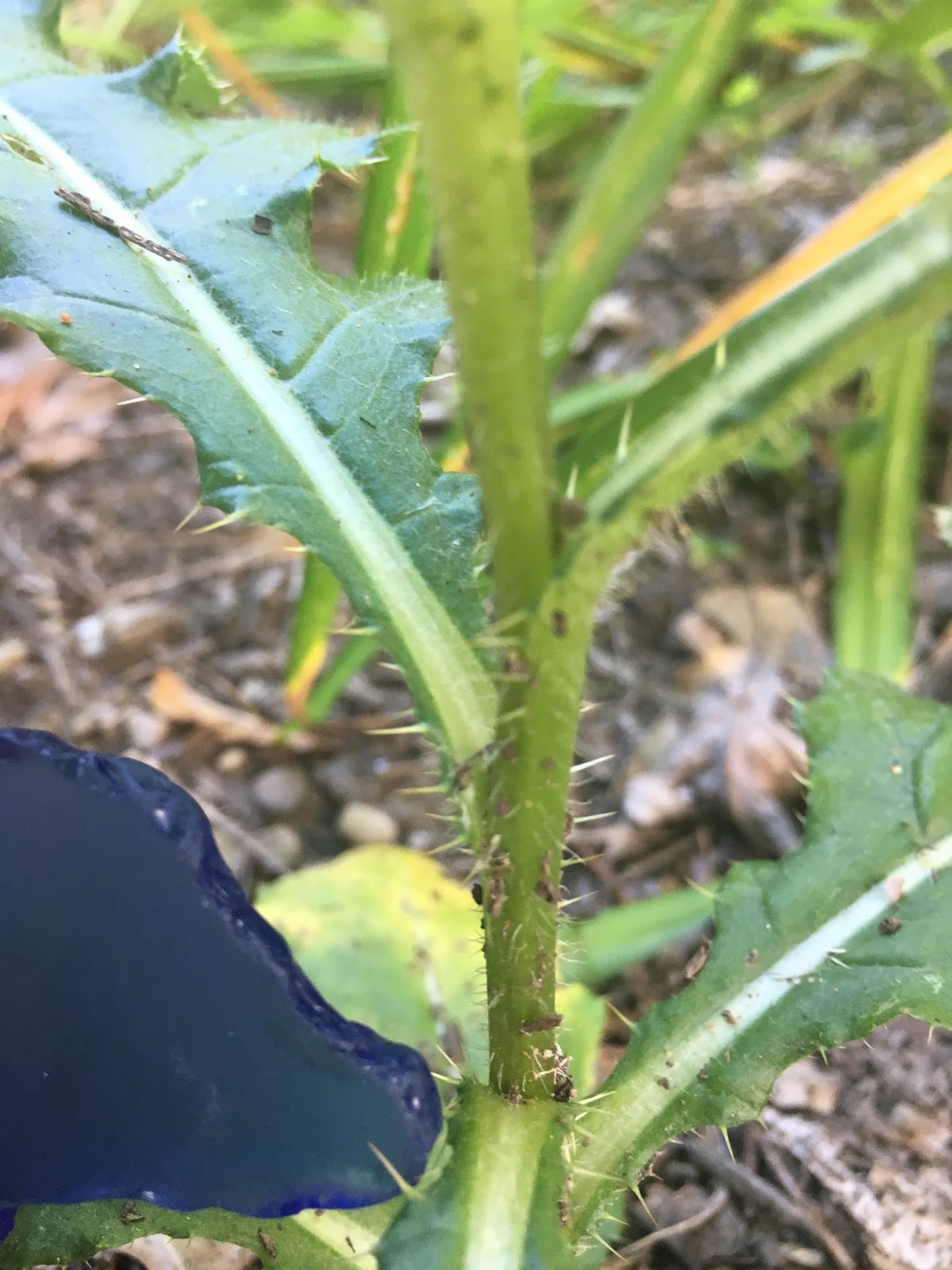 AP Bio Photo Blog 25. Modified Stem of Plant