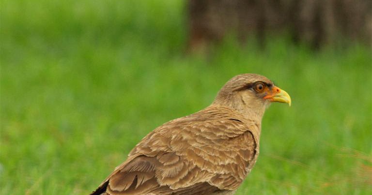 mis fotos de aves: Phalcoboenus chimango Chimango Chimango Caracara