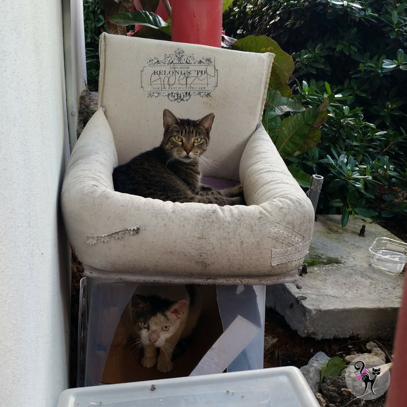 Riverfront Cats, Downtown Miami National Feral Cat Day 2017