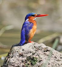 Malachite Kingfisher, Ethiopia