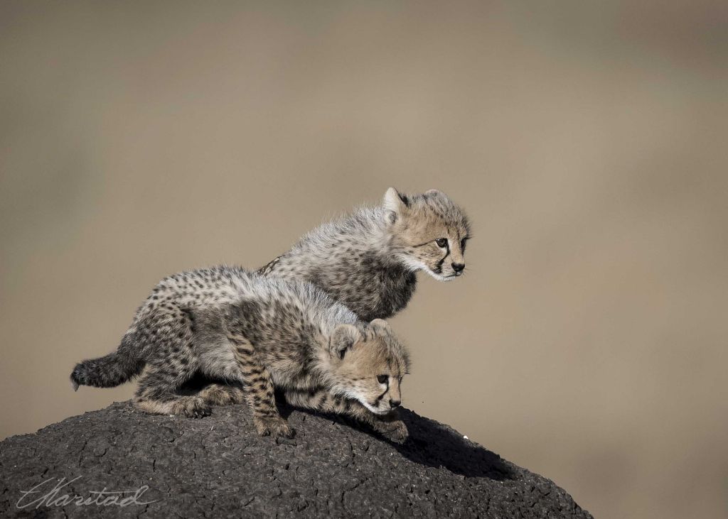 Elsen Karstad's 'Pic-A-Day Kenya': Cheetah Kittens