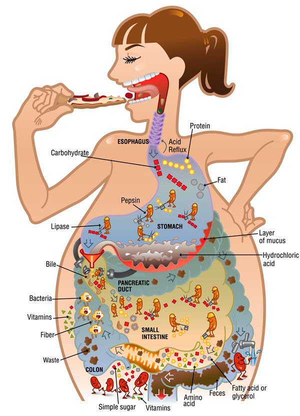 Acción y función de la enzima digestivas