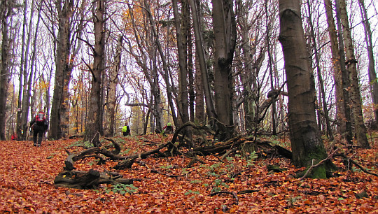 Prawie na grzbiecie Popowych Wiechów (684 m n.p.m.).