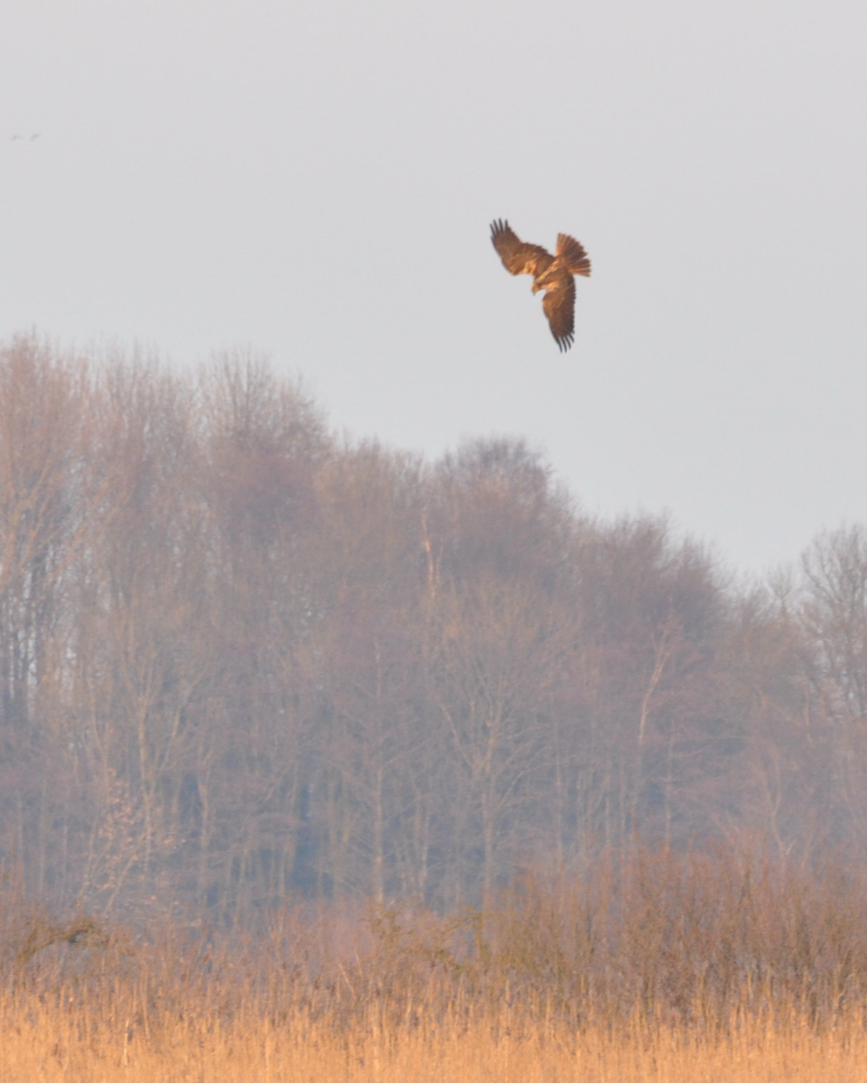 Arné Roest Natuurfotografie: De Vlaardingse Rietputten