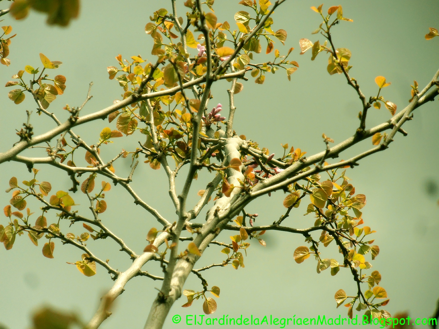 El jardín de la alegría : La mayoría de mis árboles plantados en otoño