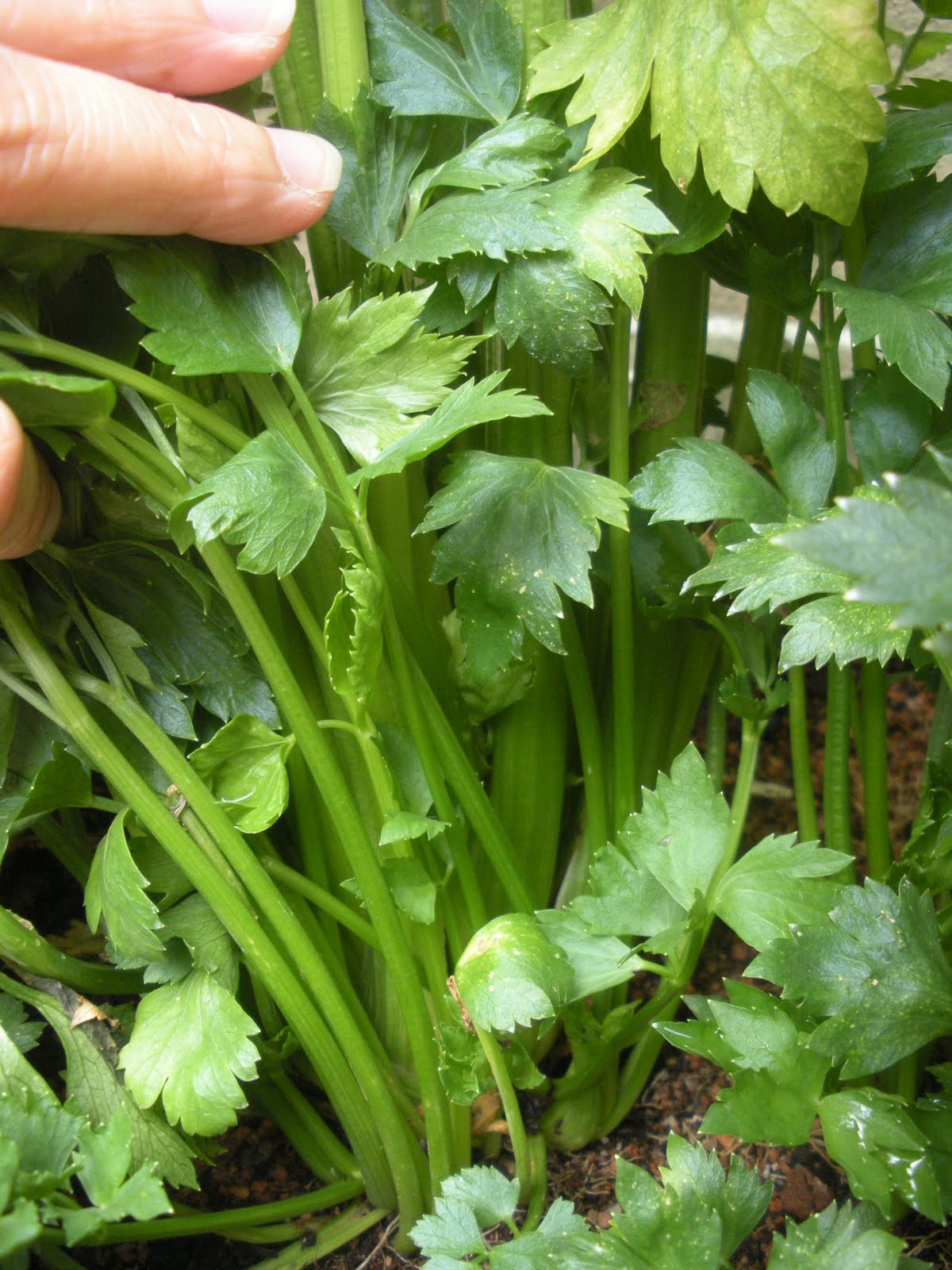 On The Green Side Of Life Growing Celery in Containers