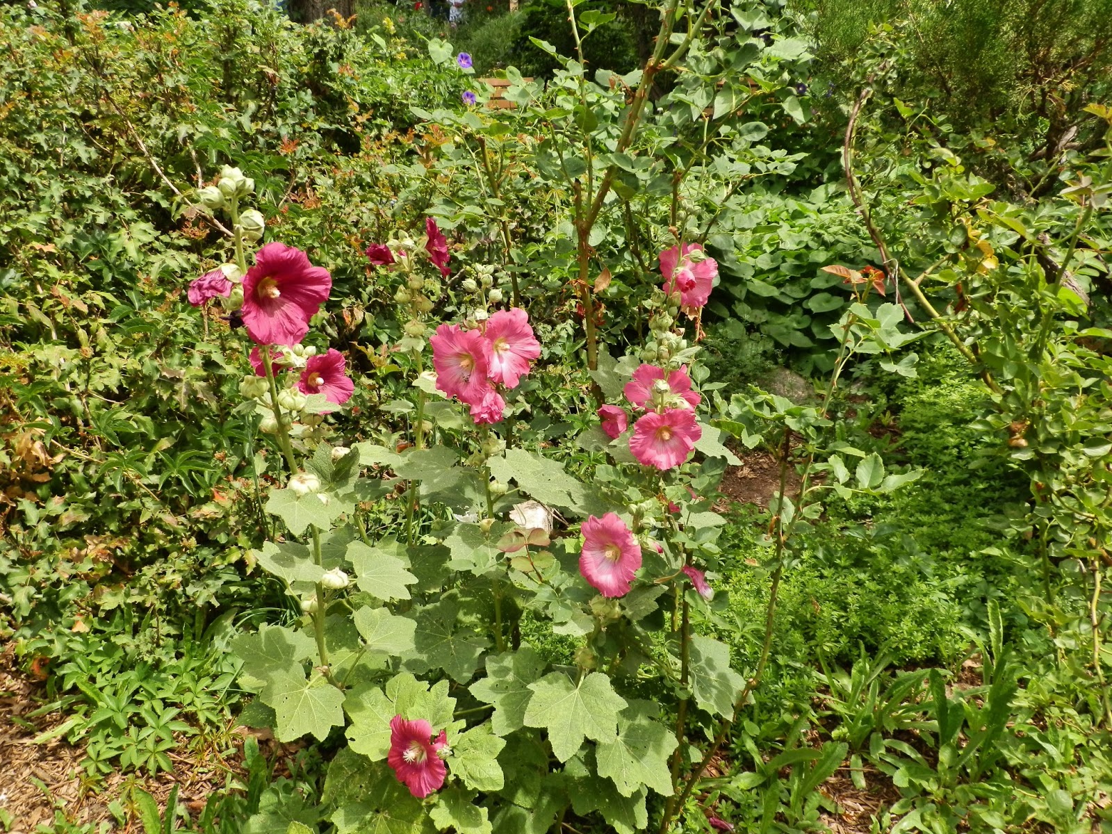 Brian's Daily Ramblings & Artistic Endeavors: Santa Fe Flora