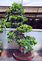 Ficus bonsai ginseng microcarpa de Barnaplant 