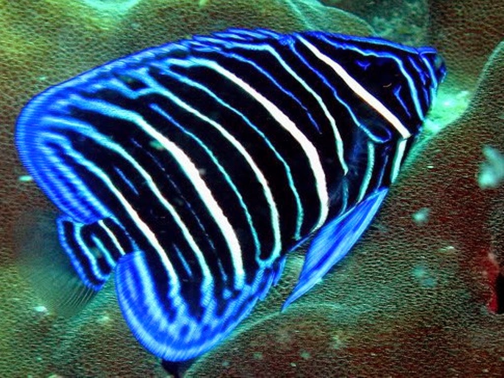 Angelfish - Ikan Angel