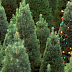 El Árbol de Navidad, un origen con sentido Cristiano
