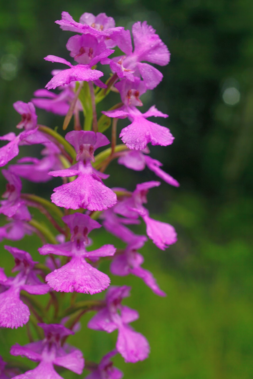 Discover West Virginia Beauty Beside the Road Orchids on the Highland