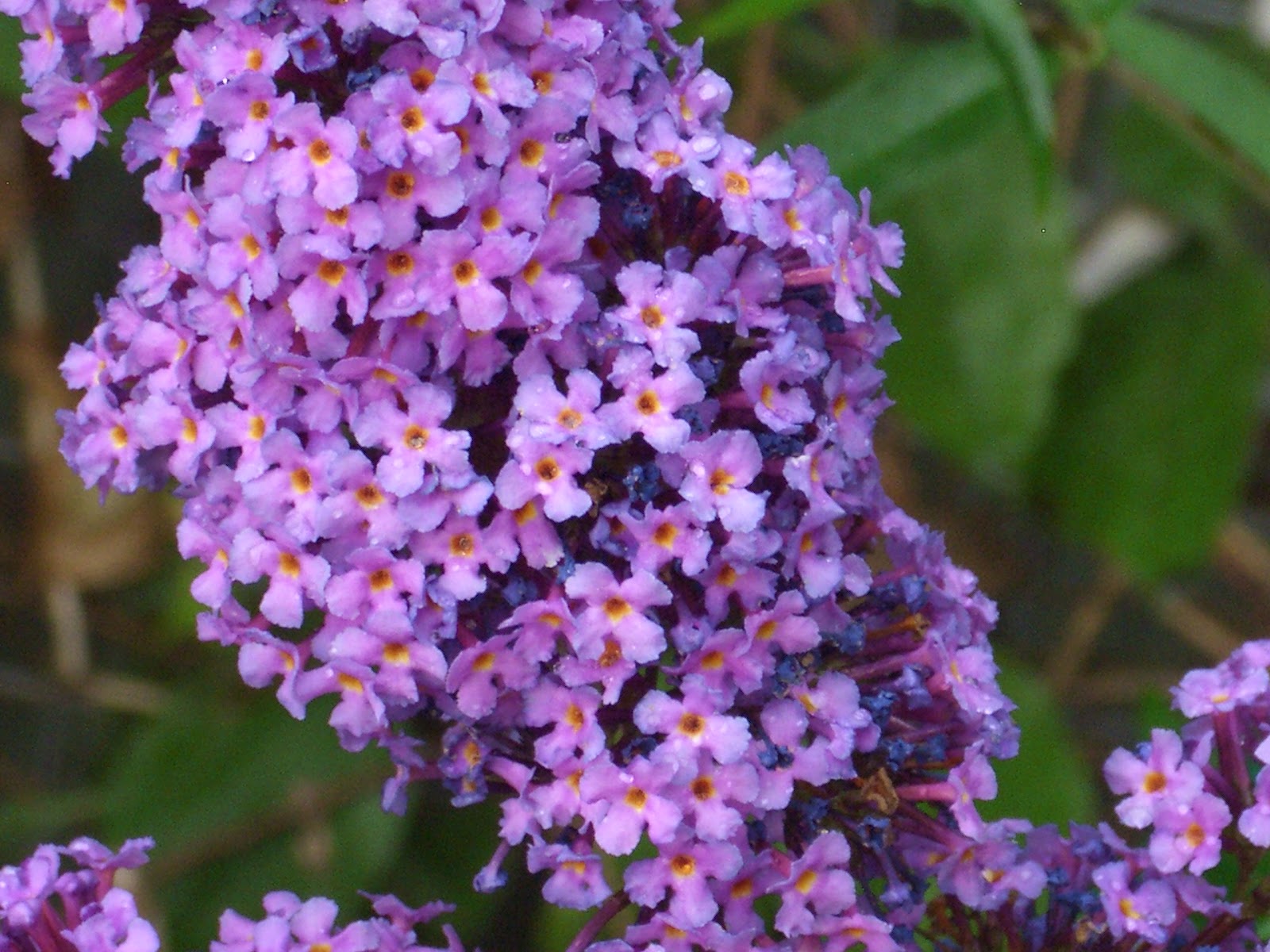 creativeweaving Im Garten mit Hundertwasser