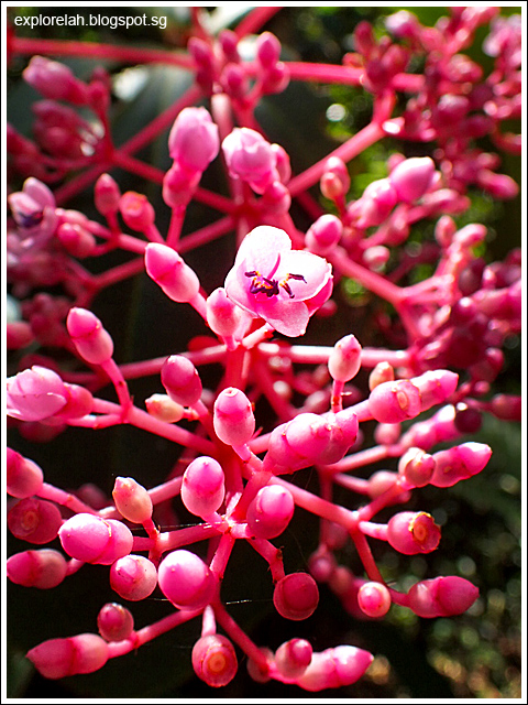 Medinilla Magnifica, Rose Grape, Malaysian orchid, Pink Lantern, Kinabalu Park, Kota Kinabalu