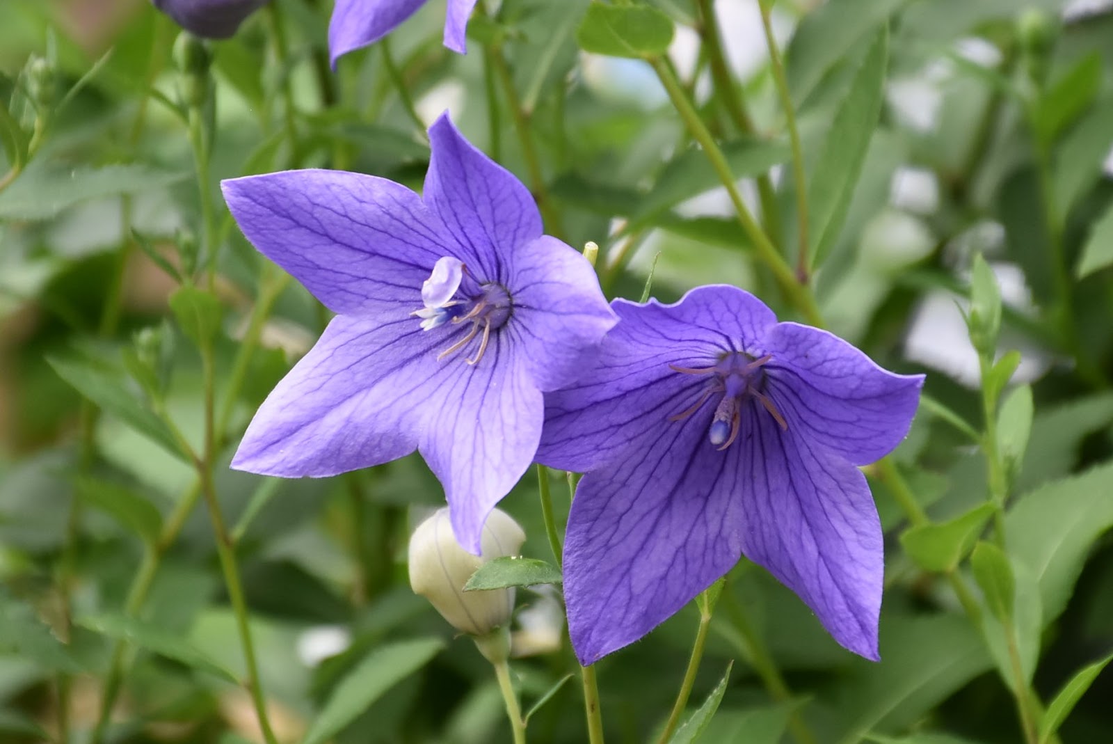 すべての美しい花の画像 元の白い 花 英語