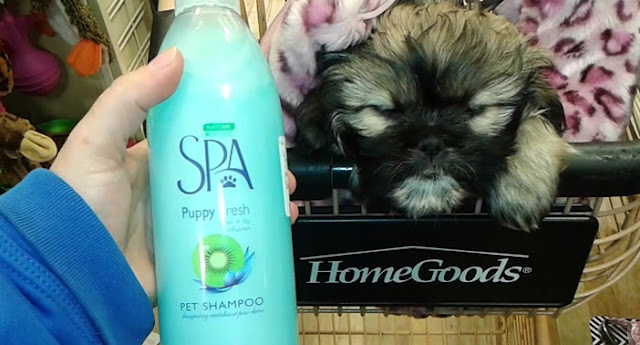 Shampoo de gente em shih tzu: Pode?