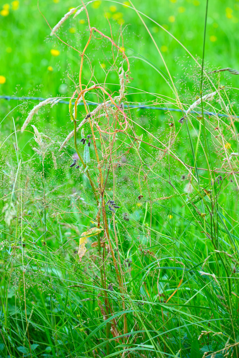 Sommerwiese. Eifel. Landschaft. Edyta Guhl. Deutschland. http://mein-dolcevita.blogspot.de