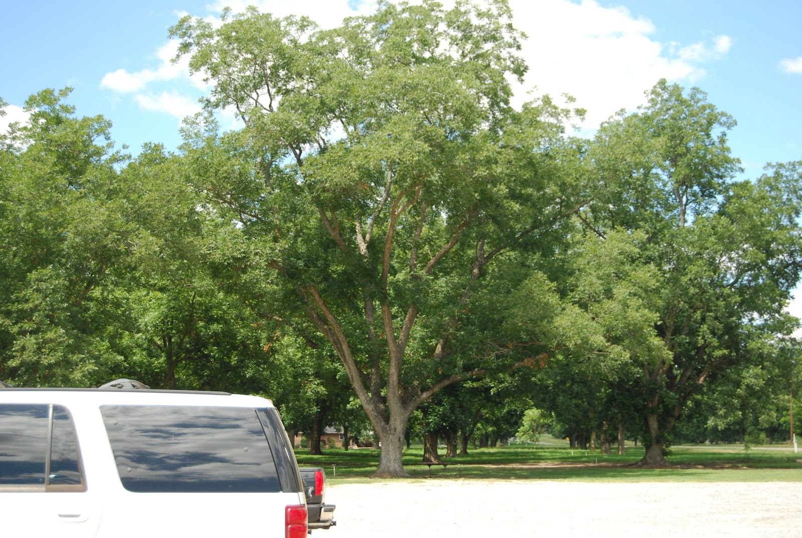 Helen A. Lockey Ellis Brothers Pecans, Vienna, Grown