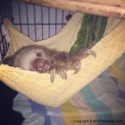 Now here is a sloth in a hammock that will brighten anyone's Monday morning sloth hammock