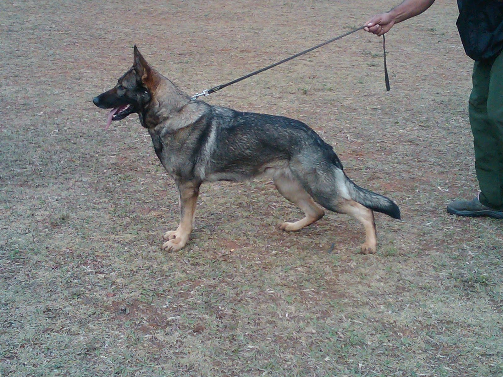 CAIO WORK DOGS MAIS UMA MATRIZ