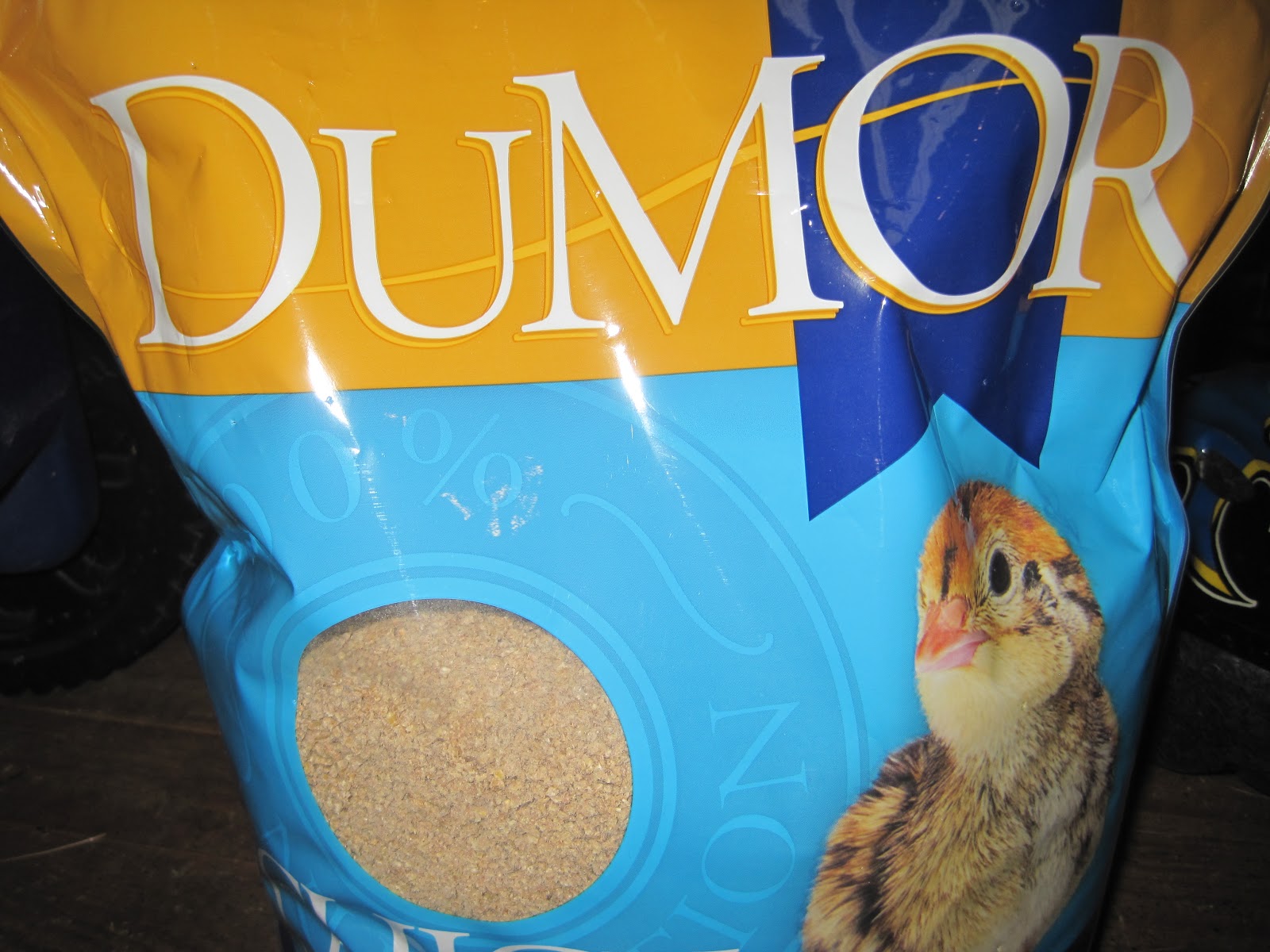 Teeny tiny quail Quail feed!