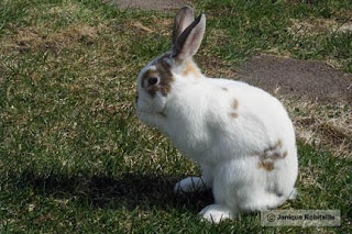 photo animallapin