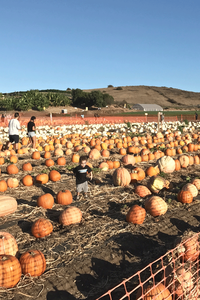 tanaka farms pumpkin patch