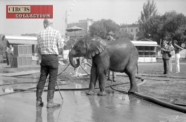 Jene éléphant d'Afrique en mode douche 