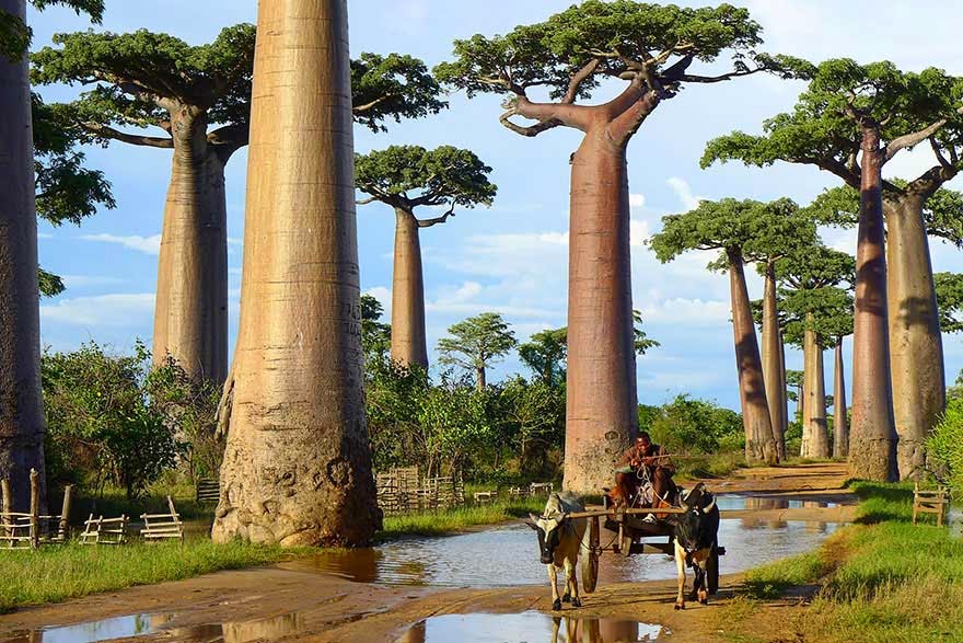 #15. The Baobab trees in Madagascar - 16 Of The Most Magnificent Trees In The World.