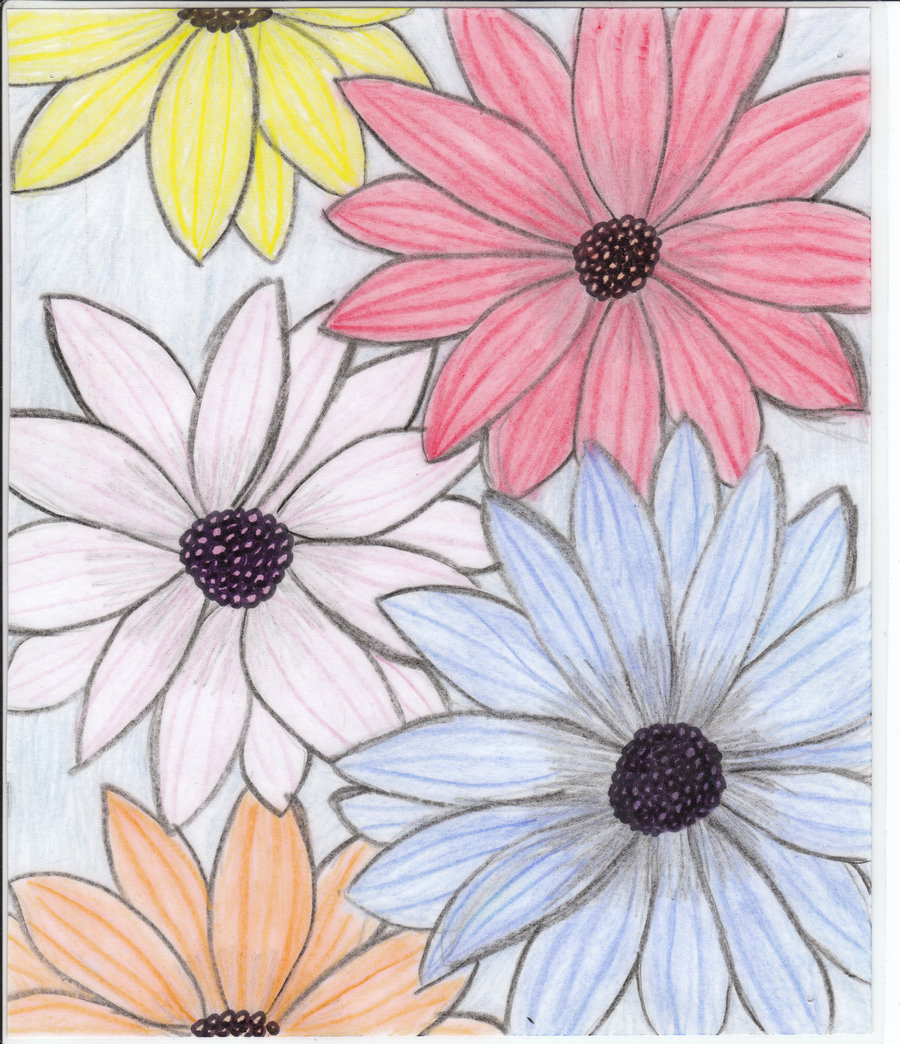 flowers for flower lovers.: flowers drawing.

