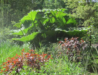 Giant green plant with smaller plants in foreground