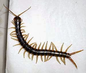 ruyada gormek ne demek diyadin ruya ihya