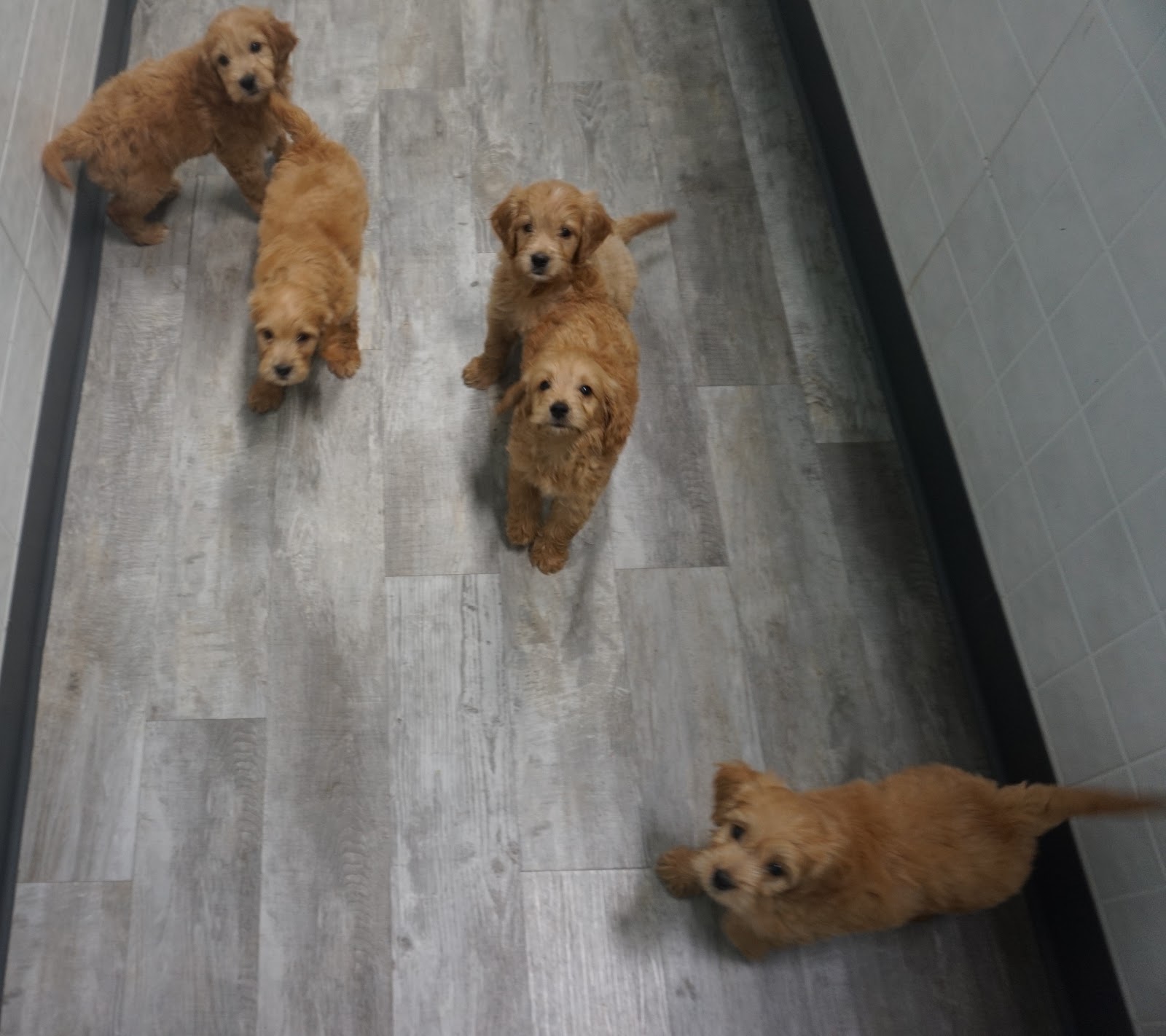 B C Kennels Mini Golden Doodles Ready For Their New Homes